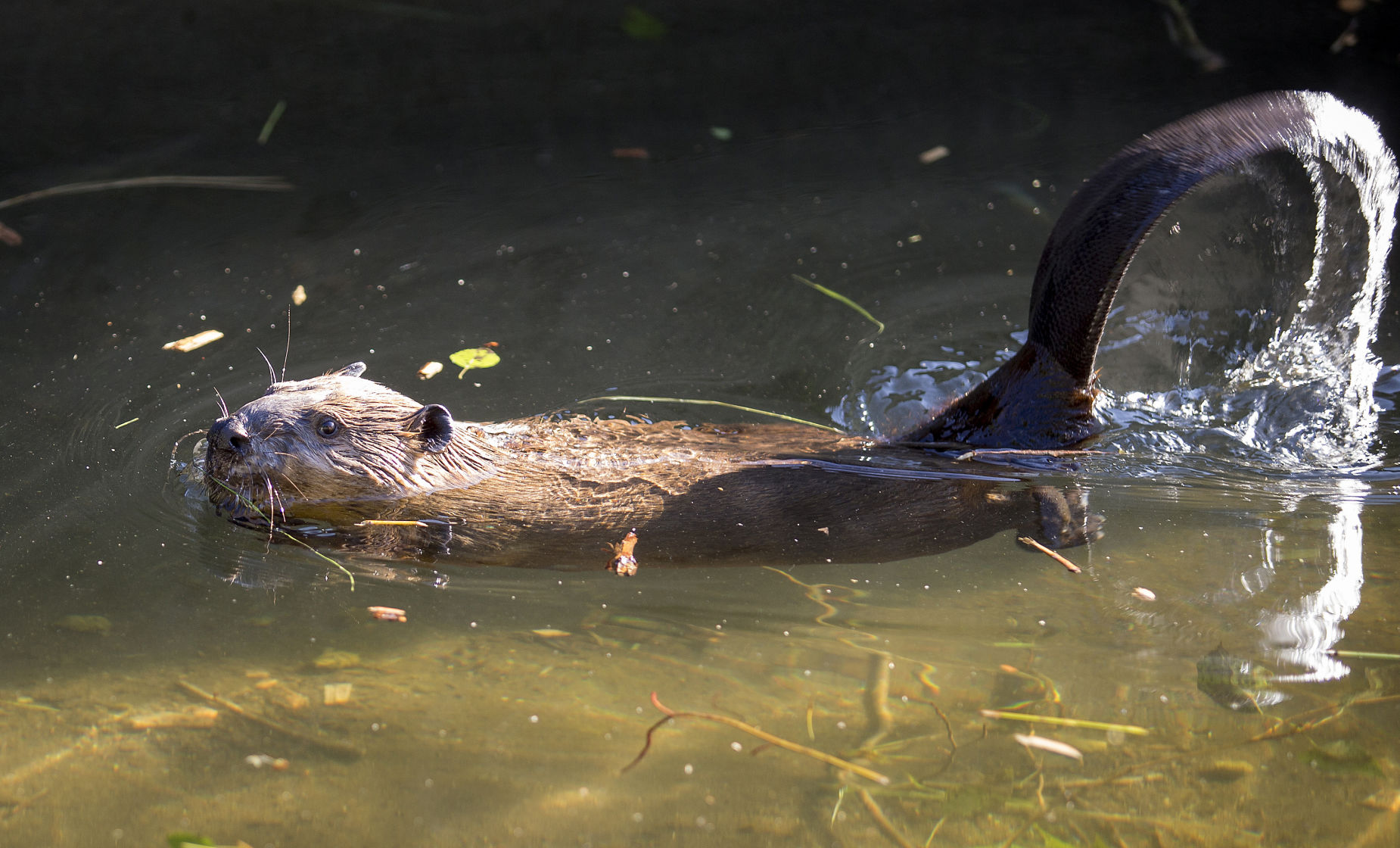 190807-newslocal-beavers 02.jpg